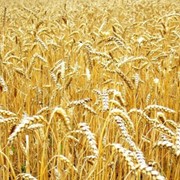 Пшеница обыкновенная
