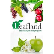 Магазин Leafland - саженцы высокого качества фото