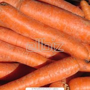 Морковь свежая, оптовая продажа овощей фотография