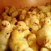 Цыплята- бройлеры 2-3 недельные КОББ 500