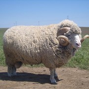 Распродажа партий овец по 100 голов от 190 руб фотография