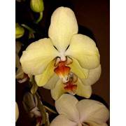 Орхидея Фаленопсис Ред Липс фото