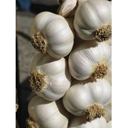 Семена воздушные чеснока фото