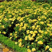 Розы почвопокровные желтые фото