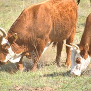 Коровы племенные Калмыцкой породы фото