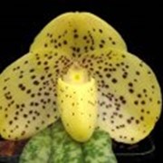 Орхидея Paphiopedilum Paphiopedilum (русские названия Пафиопедилюм или Пафиопедилум, или Венерин башмачок) — род многолетних травянистых растений семейства Орхидные. фотография