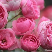 Саженцы роз Pomponella фото