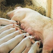 Свиноматки Йоркшир фотография