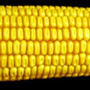 Семена кукурузы Розивский 311 СВ фотография