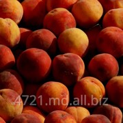 Персики в Молдове фотография