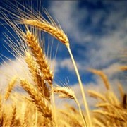 Озима пшениця Нива, Супер еліта фото