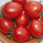Семена томатов F1 Мадера