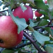 Алматинские яблоки фото