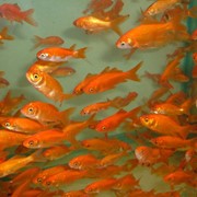 Золотые рыбки мд, золотые рыбки в Молдове фото