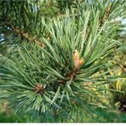 Сосна обыкновенная Pinus sylvestris Fastigiata фотография