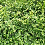 Самшит вечнозелёный Buxus sempervirens высота 60см фотография