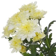 Хризантема кустовая Zembla Cream фотография