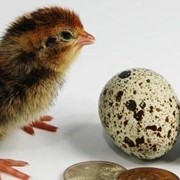 Инкубационное яйцо перепела.Птенцы суточные, недельные, месячные перепела. фотография