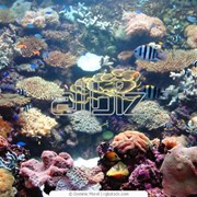 Кораллы фотография