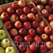 Фрукты Молдова на экспорт фото