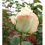 Роза belleperle фото