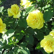 Розы бордюрные Цветы для букетов. Розы флорибунда. фото