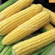 Семена кукурузы КВ 2704 фотография