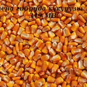 Гибрид кукурузы ТАР 349 МВ фото