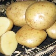 Семенной картофель, картофель сорта Коллетта