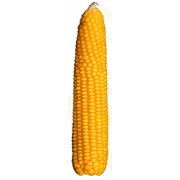 Семена кукурузы Кремень 200 СВ фотография