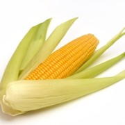 Семена кукурузыДО Аквозор (ФАО 320) фото