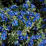Семена для цветоводства Анагалис голубой фото