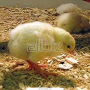 Цыплята Луганская область ,Украина, продажа фото