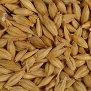 Крупная зерновая компания покупает ячмень фуражный на условиях поставка DDU при портовой элеватор Одесса по цене 1815 грн