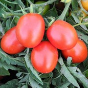 Семена томата (помидора) Бриксол F1 1000 шт. фотография