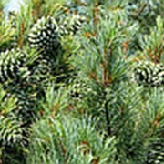 Кедр ливанский Ауреа (Cedrus libani 'Atlantica Aurea') фото