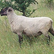 Овцы племенные фотография