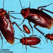 Очистка от инфекций, насекомых и грызунов, г. Никополь Днепропетровская обл. фото