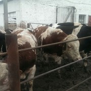 Cattle meat breeds фото