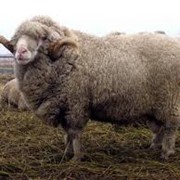 Племенные овцы асканийской породы, овцы тонкорунные фото