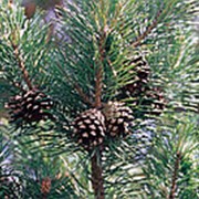 Эфирное масло сосны обыкновенной (Pinus silvestris) фото