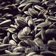 Посевные семена, подсолнух Одисей (Экстра) для посева фото