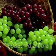 Виноград столовых сортов фото