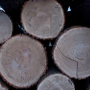 Дерево, пиломатериалы, граб, сосна, круглые лесоматериалы, кругляк, продажа, купить, цена, Ровно, Волынская область фото