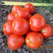 Семена томатов Желани F1 5000 шт. фото