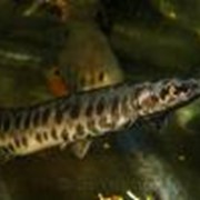 Панцирная щука гигантская, Панцирник миссисипский Atractosteus spatula (Lepisosteus spatula) Alligator gar