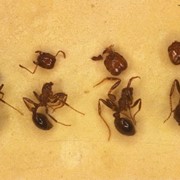 Дезинсекция. Борьба с муравьями