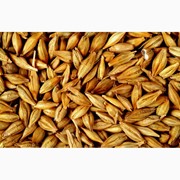 Семена озимых пшеницы и ячменя фото