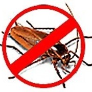 Уничтожение клопов, тараканов, блох, клещей, муравьев и др. насекомых. фото