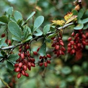 Барбарис обыкновенный Berberis vulgaris